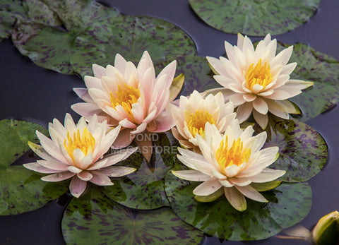 Citrus Twist Waterlily  Small-Medium Hardy Water Lily  - pondmegastore