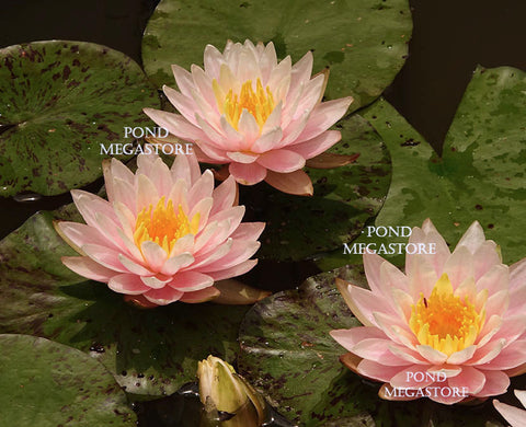 Citrus Twist Waterlily  Small-Medium Hardy Water Lily  - pondmegastore