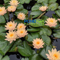 Clyde Ikins Waterlily <br> Large Hardy Water Lily <br> - pondmegastore