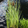 Common Cattail <br> (Typha Latifolia) <br> Live plants! - pondmegastore
