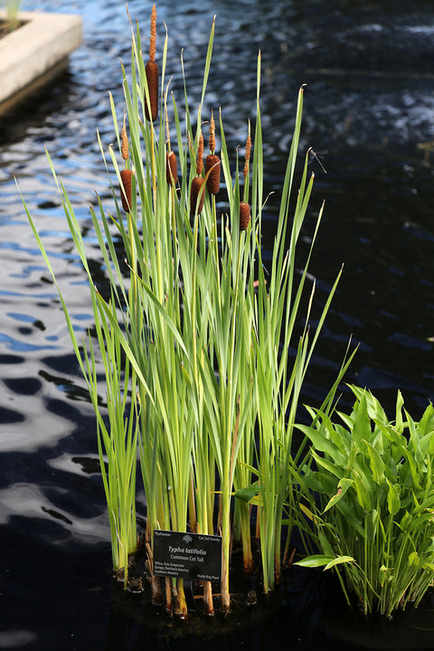 Common Cattail  (Typha Latifolia)  Live plants! - pondmegastore