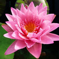 Coral Sky - Pink Waterlily <br> Excellent Bloomer - pondmegastore