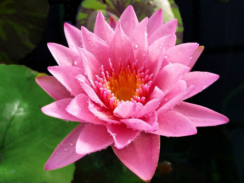 Coral Sky - Pink Waterlily  Excellent Bloomer - pondmegastore