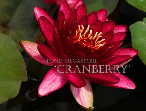 Cranberry Hardy Waterlily  Large Waterlily  - pondmegastore