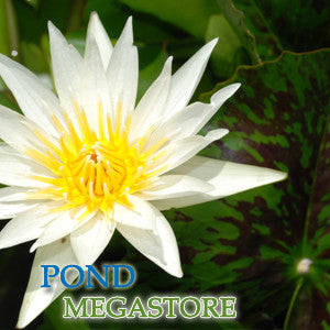 Crystal Waterlily  Medium-Large, Day Bloomer  Ships Spring 2020 ! - pondmegastore