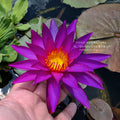Detective Erika Water Lily <br> Large Hardy Water Lily <br> (More for Sale May 30th 2020) - pondmegastore