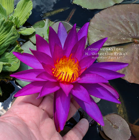 Detective Erika Water Lily  Large Hardy Water Lily  (More for Sale May 30th 2020) - pondmegastore