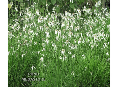 Star Grass (Dichromena Colorata)  White Star Sedge - pondmegastore