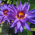 Director George T. Moore Water Lily <br> Day blooming <br> Medium Water Lily <br> Ships Spring 2020 ! - pondmegastore