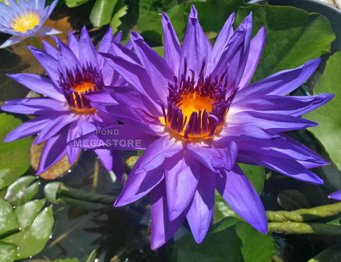 Director George T. Moore Water Lily  Day blooming  Medium Water Lily  Ships Spring 2020 ! - pondmegastore