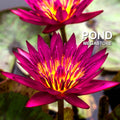 Doris Holt (very red!) Water Lily <br> Day blooming <br> Large Water Lily <br> Ships Spring 2020 ! - pondmegastore