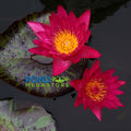 Doris Holt (very red!) Water Lily <br> Day blooming <br> Large Water Lily <br> Ships Spring 2020 ! - pondmegastore