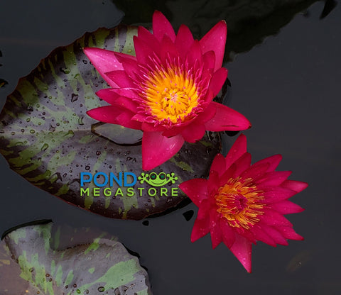 Doris Holt (very red!) Water Lily  Day blooming  Large Water Lily  Ships Spring 2020 ! - pondmegastore