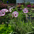 Luna Pink Swirl Hibiscus (Moscheutos) <br> WINTER HARDY <br> - pondmegastore