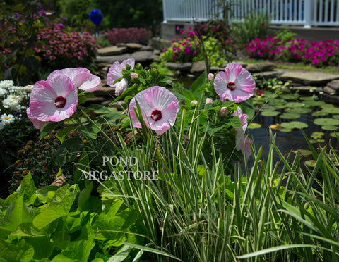 Luna Pink Swirl Hibiscus (Moscheutos)  WINTER HARDY  - pondmegastore