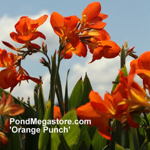 Chiquita Punch Canna 'Dwarf Orange Punch' - pondmegastore