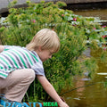 Dwarf Papyrus <br> (Cyperus Haspan) <br> Great for Small Ponds! - pondmegastore