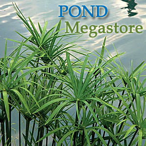 Dwarf Umbrella Palm (Cyperus Alternifolius) Gracilis - pondmegastore