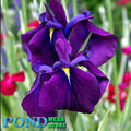 Japanese Variegated Iris <br> (Iris Ensata Variegata) <br> - pondmegastore