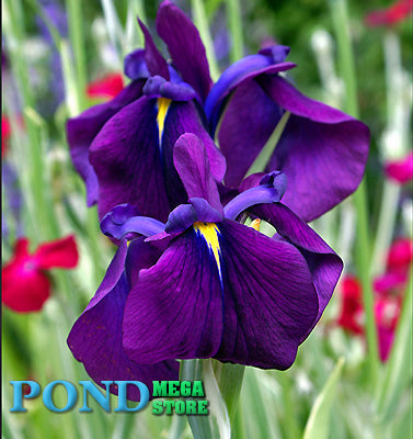 Japanese Variegated Iris  (Iris Ensata Variegata)  - pondmegastore