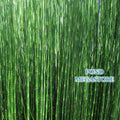 Horsetail Rush (Equisetum Hymale) - Customer Favorite! - pondmegastore