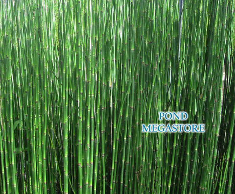 Horsetail Rush (Equisetum Hymale) - Customer Favorite! - pondmegastore