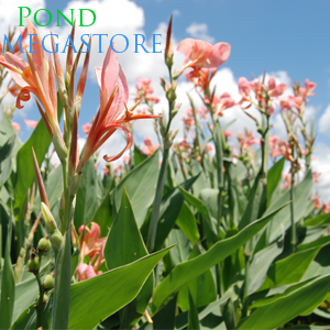 Longwood Canna (Canna Erebus)  Blooms until frost!  - pondmegastore