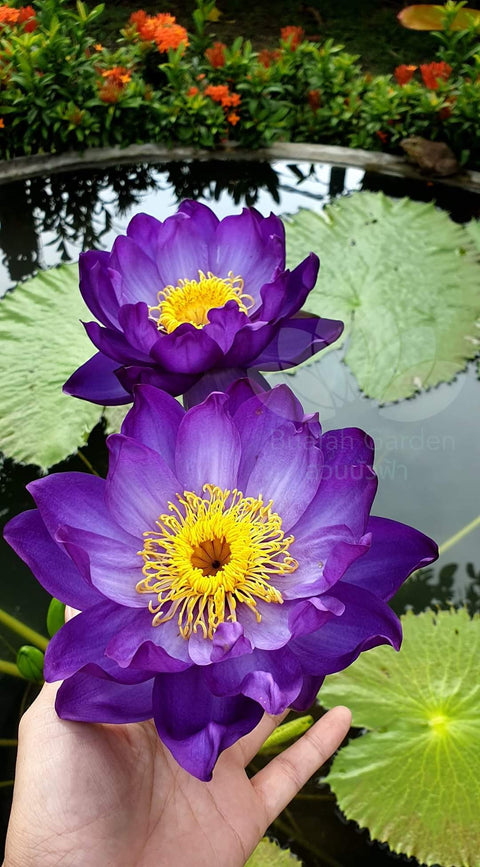 Purple Jealous Most Magnificent Waterlily