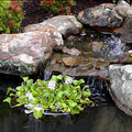 Nycon Floating Plant/Koi fish Barrier<br> (4 Sizes to choose from) <br> Protect floating plants from koi - pondmegastore