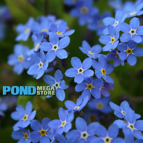 Forget Me Nots, Blue  (Myosotis scorpioides)  Winter Hardy / Shade loving - pondmegastore