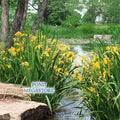 Yellow Iris Davidson<br> Winter Hardy zone 5b-12 - pondmegastore