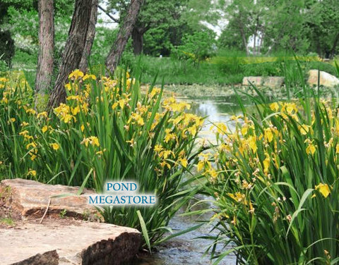 Yellow Iris Davidson Winter Hardy zone 5b-12 - pondmegastore