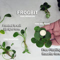 Frogbit (Limnobium Spongia) <br> Floating Plants - pondmegastore