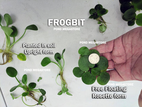 Frogbit (Limnobium Spongia)  Floating Plants - pondmegastore