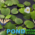 Frogbit (Limnobium Spongia) <br> Floating Plants - pondmegastore