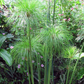 Giant Dwarf Papyrus (cyperus percamenthus) - pondmegastore