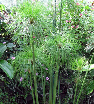 Giant Dwarf Papyrus (cyperus percamenthus) - pondmegastore