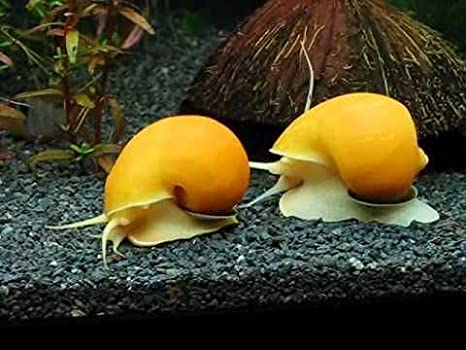 Golden Snails, Algae eaters! (Ships only in warm spring weather)