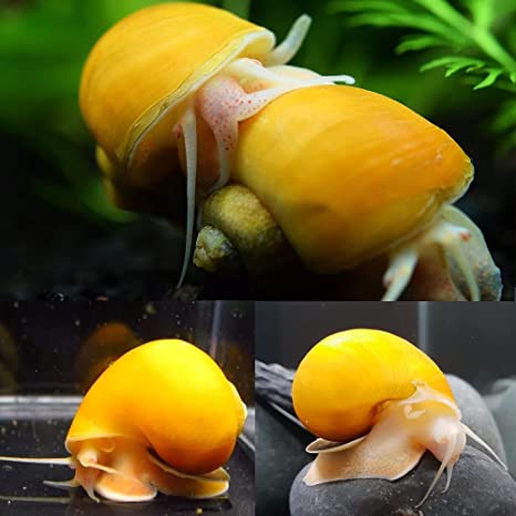 Golden Snails, Algae eaters! (Ships only in warm spring weather)