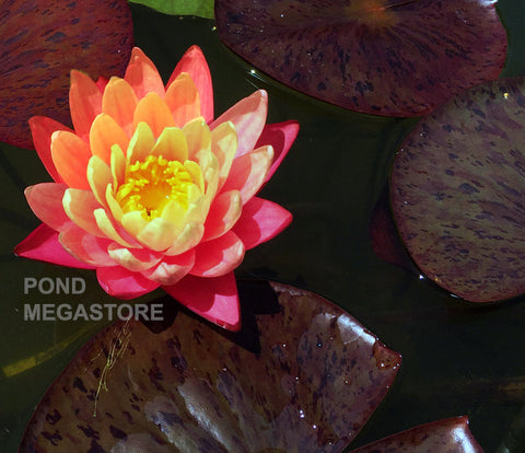 Gregg's Orange Beauty Waterlily   Medium Hardy Water Lily  - pondmegastore