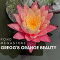 Gregg's Orange Beauty Waterlily  <br> Medium Hardy Water Lily <br> - pondmegastore