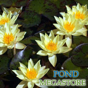 Helvola Waterlily   Dwarf Hardy Water Lily  Customer Favorite - pondmegastore