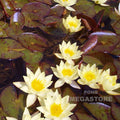 Helvola Waterlily  <br> Dwarf Hardy Water Lily <br> Customer Favorite - pondmegastore