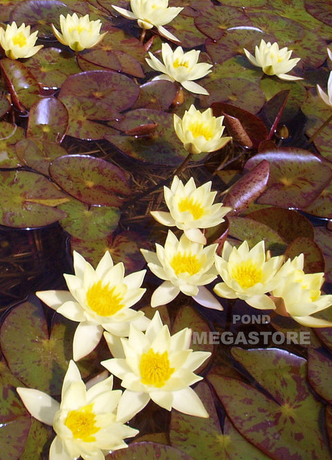 Helvola Waterlily   Dwarf Hardy Water Lily  Customer Favorite - pondmegastore