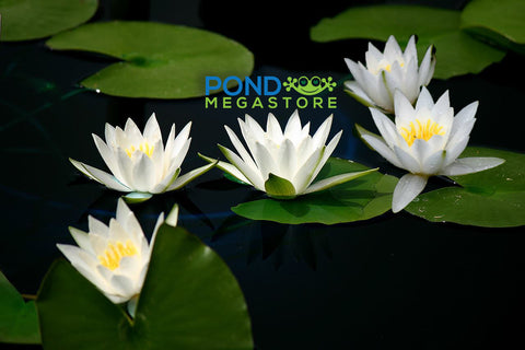 Hermine Waterlily  Small Hardy Water Lily  - pondmegastore