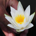 Hermine Waterlily <br> Small Hardy Water Lily <br> - pondmegastore