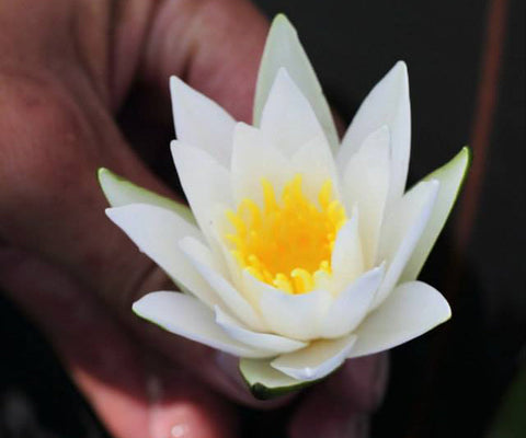 Hermine Waterlily  Small Hardy Water Lily  - pondmegastore