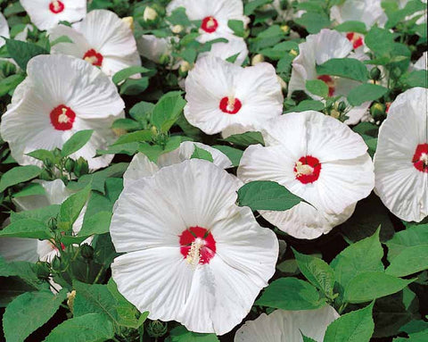 Luna White Hibiscus (Moscheutos)  Winter Hardy to minus 30°F