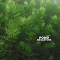 Hornwort (Ceratophyllum Demersum), <br> Best Oxygenating Pond Plant by a mile! <br> Starves algae and protects fish - pondmegastore