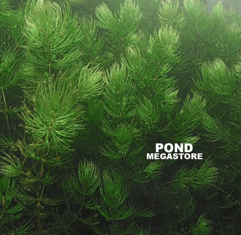 Hornwort (Ceratophyllum Demersum),  Best Oxygenating Pond Plant by a mile!  Starves algae and protects fish - pondmegastore